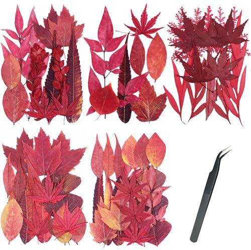 Cayway Natürlich Getrocknete Blumen Gepresste Blumen zum Basteln Blüten Getrocknet, 5 Packung Rotes Ahornblatt Gepresste Trockenblumen für Harz Gepresste Blüten Scrapbooking Blumen