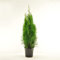 Thuja occidentalis Smaragd 80-100 cm SMARAGD LEBENSBAUM