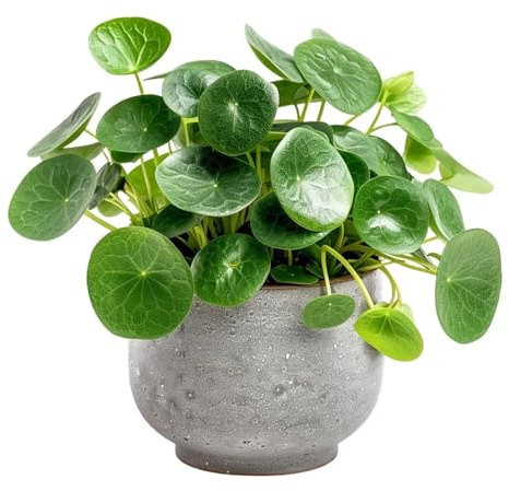 Chinese Money Plant – Pilea Peperomioides in 8.5cm Pot – Easy Growing Indoor Houseplant – Ideal for Home, Office, or Gifts