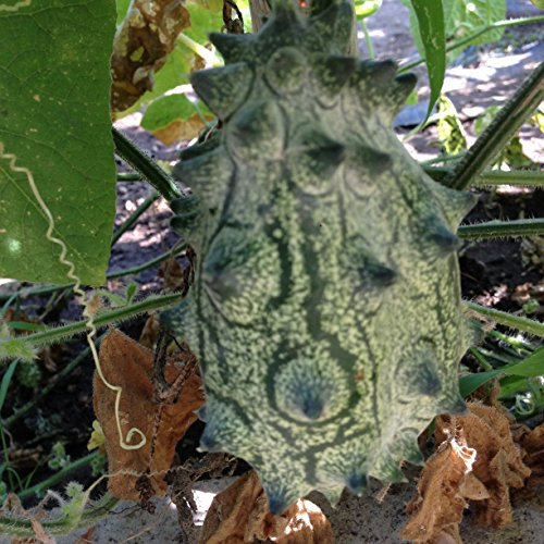 SEMI CETRIOLI 2 VARIETA'-CETRIOLO AFRICANO (KIWANO)-CETRIOLINI PER AGRODOLCE O SOTT'ACETO
