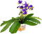 Fangblatt - Streptocarpus Harlequin Blue - afrikanisches Veilchen – Drehfrucht mit zarten Blüten – eine duftende und exotische Zierpflanze…