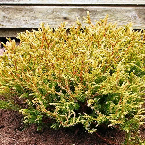 Thuja occidentalis 'Golden Tuffet' White Cedar Evergreen Conifer Plant | 9cm Pot