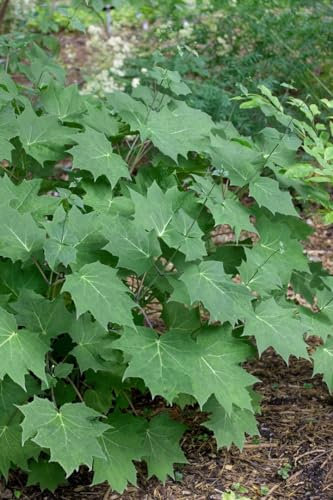 Kirengeshoma palmata 9x9 cm Topf – Winterhart, Mehrjährig, Pflegeleicht – Wachsglocke – Schattenstaude für Garten & Beet