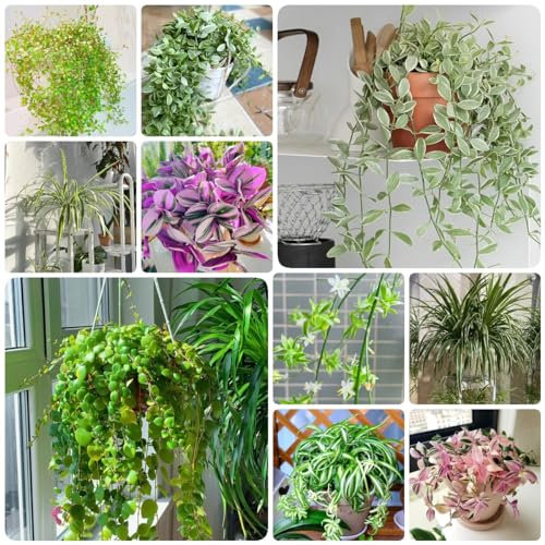 20 Piezas De Semillas Colgantes De Plantas De Araña - Chlorophytum Comosum - Arbustos De Rápido Crecimiento Como Plantas De Araña De Privacidad, Semillas De Plantas De Interior, Arbustos Res