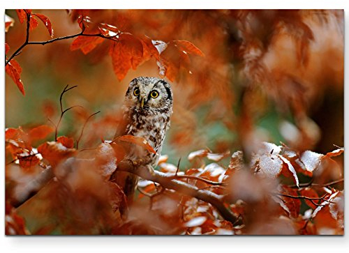 Paul Sinus Art Leinwandbilder | Bilder Leinwand 120x80cm Eule im Wald