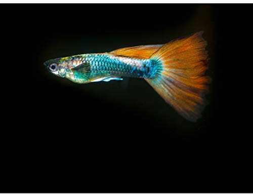 Artery8 Warby Guppy Fisch Meer Ozean Kunstplakat Ungerahmter, extragroßer Leinwanddruck