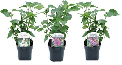 Plant in a Box - Flieder - 3er Set - Syringa 'Ludwig Spath', 'Michel Buchner', 'Mme Lemoine' - Höhe 25-40cm - Topf 17cm - Zierstrauch für Garten - Violett-roten, Rosa und Lila Blüten