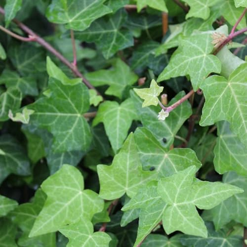24 x Gemeiner Efeu - Hedera helix Topf 9x9cm, für 3m² : Vielseitiger Gemeiner Efeu für Ihren Garten