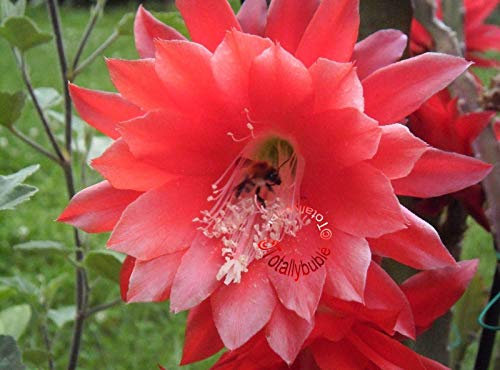 Portal Fresco Taglio Taglio Epiphyllum Epiphyllum Cactus Foglie Ackermanni Rosso