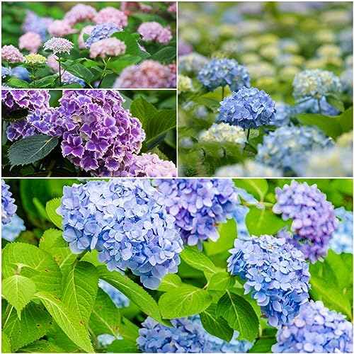 200 pcs hortensien samen winterhart - schmetterlingswiese gartenblumen Hortensie,Hydrangea macrophylla, gartenblumen mehrjährig winterhart garten pflanzen blumendeko bienenfreundliche
