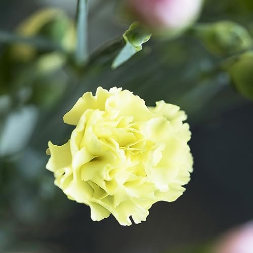 300 pcs nelken pflanzen samen, kleines geschenk für frauen Dianthus,bartnelken pflanzen winterhart pflanzenkübel winterharte pflanzen für garten schmetterlingsflieder blumenwiese