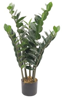 BONERVA | Zamioculca Deco 90 cm Altura | Planta Artificial para Decorar Interiores: hogares, Negocios y hoteles | Sin Mantenimiento