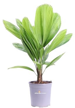 Pianta di Licuala Grandis palma da interno ornamentale Palma di Licuala Grandis pianta da arredo vera venduta da eGarden.store (Vaso 19 cm)
