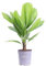 Pianta di Licuala Grandis palma da interno ornamentale Palma di Licuala Grandis pianta da arredo vera venduta da eGarden.store (Vaso 19 cm)