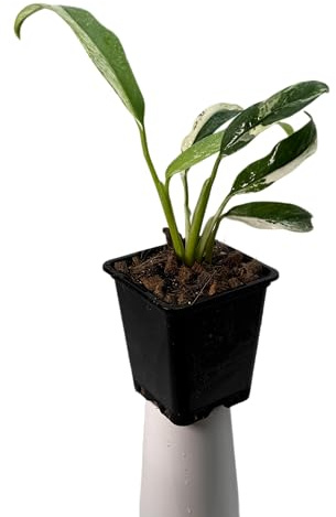 Rhaphidophora puberula variegata – seltene Zimmerpflanze mit Panaschierung | Kletterpflanze für Moosstab, Rankstab & Indoor Jungle | exklusive Sammler-Pflanze für Wohnräume