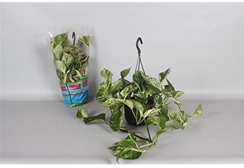Epipremnum pinnatum Marble Queen Ampel ca. 40 cm - Efeutute - Gefleckte Efeutute