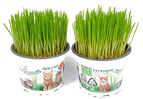 2 x Cat Grass Hordeum vulgare Living Plants in 12cm Pots - Kitty Grass