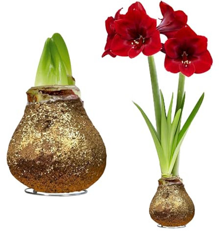 FLORIUM - Cera Amaryllis cipolle oro glitterato – Ceramaryllis 28/30 grande formato | 2 pezzi | cerato/cera | senza irrigazione | Piante da appartamento olandese – Hippeastrum (senza vetro, vaso e