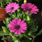 Dimorphoteca maceta 14cm. - Altura aprox. 25cm. - Planta viva - (Envíos sólo a Península)