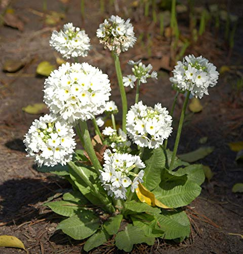Kugelprimel Alba - Primula denticulata - lebende Gartenpflanze aus den Baumschulen