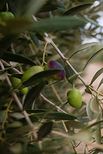 Pianta di Ulivo Albero di Olivo Età 2 anni Pianta da esterno di Ulivo o Olea Europea Pianta vera da mangiare di Ulivo o Olivo venduta da eGarden.store (Frantoio)