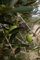 Pianta di Ulivo Albero di Olivo Età 2 anni Pianta da esterno di Ulivo o Olea Europea Pianta vera da mangiare di Ulivo o Olivo venduta da eGarden.store (Frantoio)