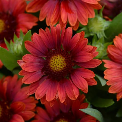 Gaillardia 'Mesa Red'. Plug Plant x 4. Perennial, red Blanket Flower Ideal for Bees & pollinators. Available from Bedwen Plants