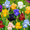 Iris Bulbos Bulbos De Iris Bulbos De Flor Iris Iris Versicolor Bulbos OtoñO Iris FáCil De Cultivar, Adecuado Para Jardineros Novatos, Largo PeríOdo De FloracióN.-6bulbs-C