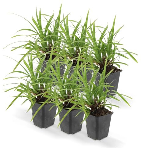 Ziergras - Japanische Teppich-Segge - Carex morrowii 'Irish Green' - 9cm Topf - Set mit 6 Pflanzen