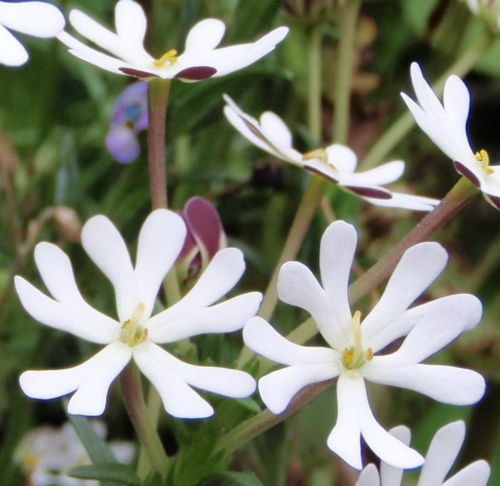 Mitternacht Süßigkeit Nacht Phlox | Zaluzianskya capensis | Wiederholen Sie blüht | 40 Samen