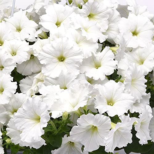 Park Seed Easy Wave White Petunia – Early Blooming, Dome-Shaped Spreading Variety with Fragrant White Flowers, Ideal for Baskets, Containers, or Groundcover in Full Sun – Pack of 10