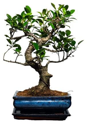 Bonsai Baum mit Keramik Blumentopf - Ligustrum, Ficus, Carmona, Podocarpus, Chinese elm - ca. 6-9 Jahre (20cm Schale ca. 8 Jahre, Ficus P20 S)