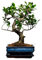 Bonsai Baum mit Keramik Blumentopf - Ligustrum, Ficus, Carmona, Podocarpus, Chinese elm - ca. 6-9 Jahre (20cm Schale ca. 8 Jahre, Ficus P20 S)
