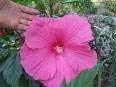 Swansgreen Rare* Giant Texas Star Hibiscus* Pink*Dinner Plate*10 Seeds*Showy*E-Z*#1096-A by Robsrareandgiantseeds