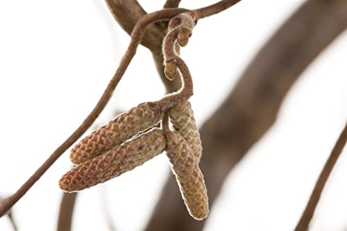 Corylus avellana 'Contorta' 60-80 cm - Korkenzieherhasel, dekorative gedrehte Zweige, ideal für Einzelstellung, winterhart und pflegeleicht