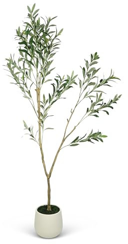 Mrshll Olive tree