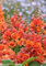 25 Heller orange Malve Samen Perennial Riesenblumengarten Pflanze Bloom Hoch