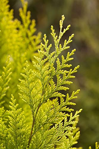 Chamaecyparis lawsoniana 'Romana' 150-175 cm - Lawsons Scheinzypresse, immergrün, ideal als Heckenpflanze, winterhart, pflegeleicht