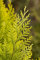Chamaecyparis lawsoniana 'Romana' 150-175 cm - Lawsons Scheinzypresse, immergrün, ideal als Heckenpflanze, winterhart, pflegeleicht