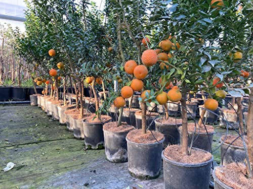 Chinotto Pianta, Citrus x Myrtifolia, Pianta innestata in Vaso ø 20 cm, Pianta di Agrumi di Sicilia, Made in Italy, Vivaio di Castelletto