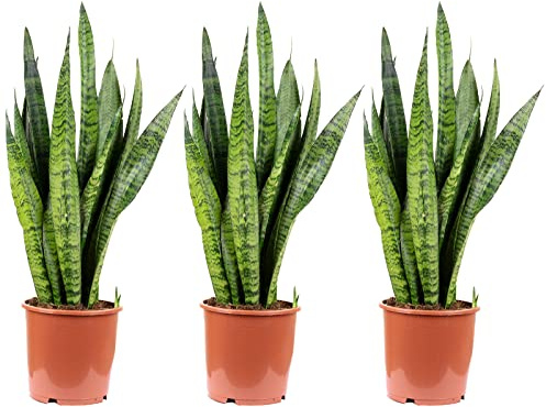 3er-Set Bogenhanf - echte Zimmerpflanze, Sansevieria zeylanica - Höhe ca. 65 cm, Topf-Ø 17 cm