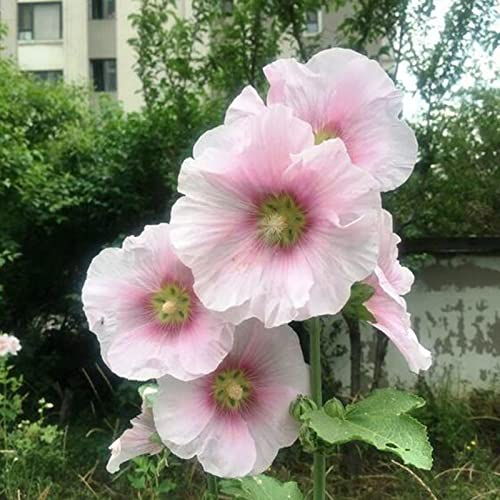 Luojuny Stockrose-Samen, 50 Stück/Set blühende Samen, alle zwei Jahre vollsonnig, mittlere Bewässerung, Stockrose-Samen für den Garten Rosa