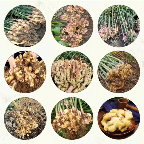 350 pcs Ingwer samen bio saatgut heilkräuter kräutergarten winterharte kübelpflanzen gemüse winterfeste pflanzen für kübel hochbeet balkon kräuter dachbegrünung zimmerpflanze gemüsebeet