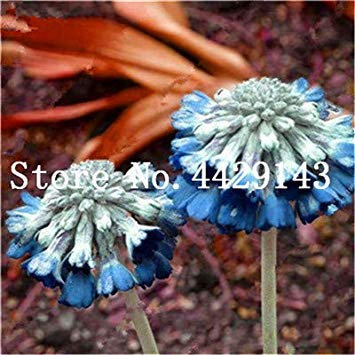100 Pcs Europe Mix Colors Primula Acaulis Potted Plant Primrose Rare Flower for Home Garden Indoor Plant: 18