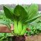 lamphle 100 Unids/Bolsa Cultivos Comestibles Semillas Bajas en Grasa Semillas de Col China Evergreen para Plantar Semillas de Hierba Vegetal de Árbol Frutal de Flor Semillas de col blanca ShangHai