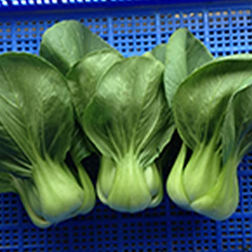 Cabbage Seeds - Pak Choi - Shanghai - 1 Oz ~6000 Seeds - Non-GMO, Heirloom - Asian Garden Vegetable & Microgreens