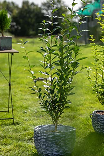 Ligustrum ovalifolium 20-30 cm - Ovalblättriger Liguster, immergrün, ideal für Hecken, schnittverträglich, pflegeleicht und winterhart