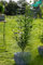Ligustrum ovalifolium 20-30 cm - Ovalblättriger Liguster, immergrün, ideal für Hecken, schnittverträglich, pflegeleicht und winterhart