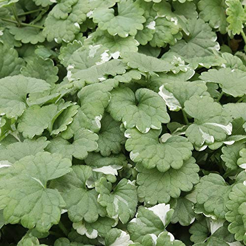 Nepeta 'Variegata'. Plug Plant x 5. Ground Ivy. Variegated Foliage for Hanging Baskets. Available from Bedwen Plants.