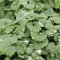 Nepeta 'Variegata'. Plug Plant x 5. Ground Ivy. Variegated Foliage for Hanging Baskets. Available from Bedwen Plants.